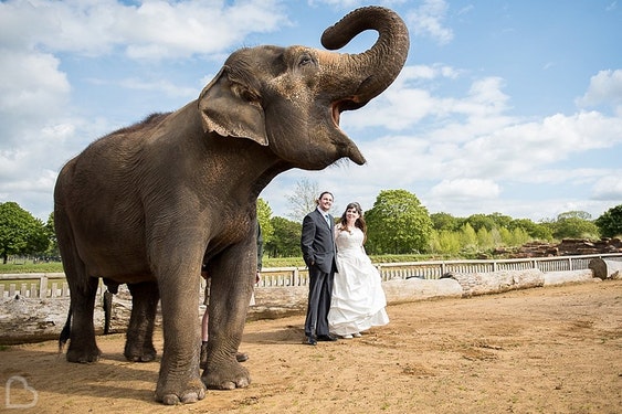 Bridebook.co.uk Safari Lodge Woburn Safari Park